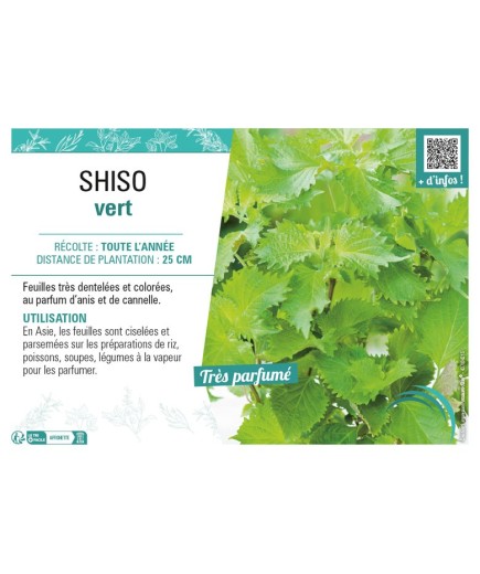 SHISO VERT
