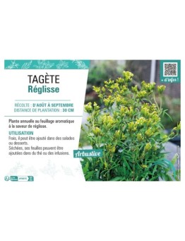 TAGÈTE RÉGLISSE