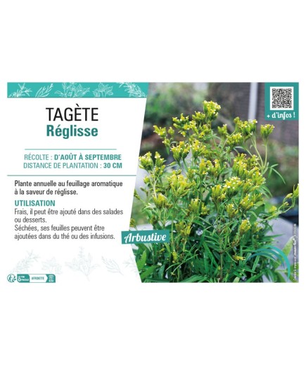 TAGÈTE RÉGLISSE