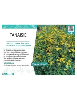 TANAISIE