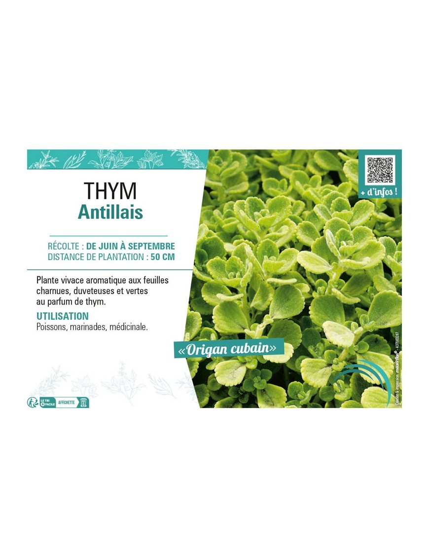 THYM ANTILLAIS