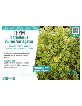 THYM CITRIODORUS AUREO VARIEGATUS