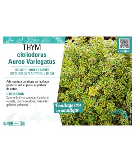 THYM CITRIODORUS AUREO VARIEGATUS