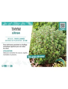 THYM CITRON