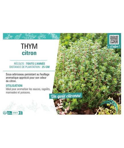 THYM CITRON