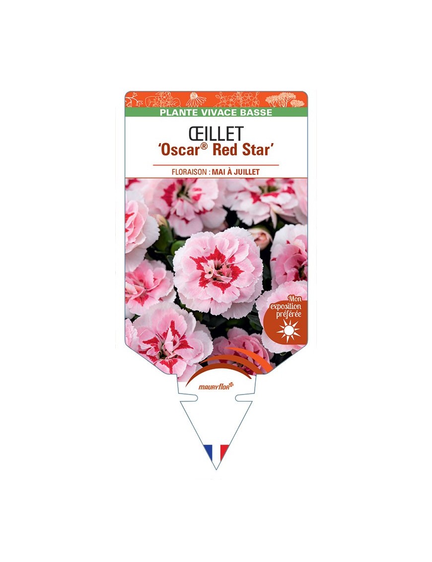DIANTHUS deltoides Oscar® Red Star voir Œillet