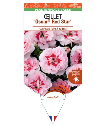 DIANTHUS deltoides Oscar® Red Star voir Œillet