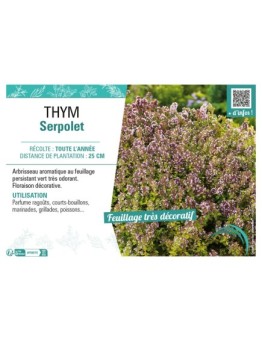 THYM SERPOLET