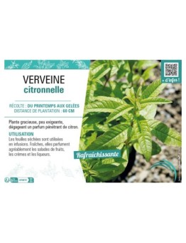 VERVEINE CITRONNELLE