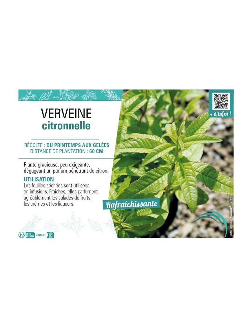 VERVEINE CITRONNELLE