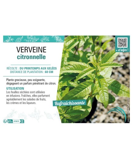 VERVEINE CITRONNELLE