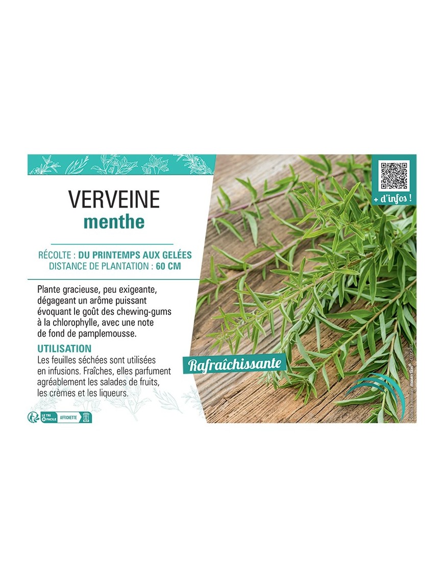 VERVEINE MENTHE
