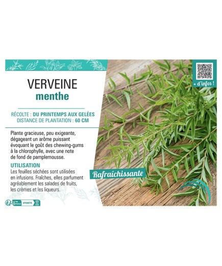 VERVEINE MENTHE