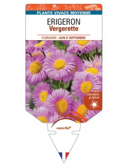 ERIGERON VERGERETTE (rose) *