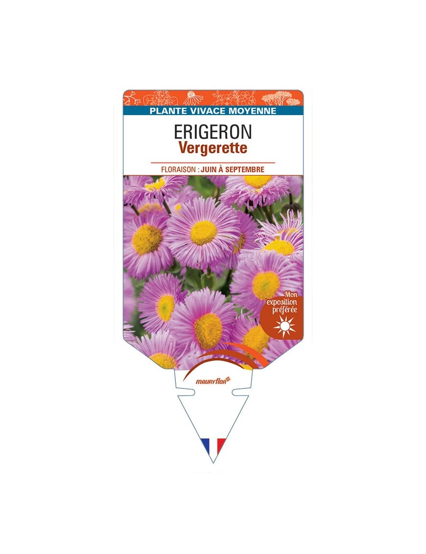 ERIGERON VERGERETTE (rose) *