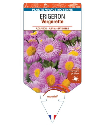ERIGERON VERGERETTE (rose) *