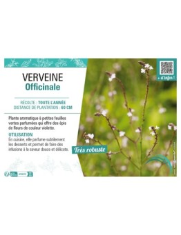 VERVEINE OFFICINALE
