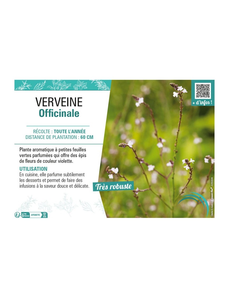 VERVEINE OFFICINALE