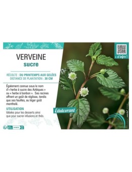 VERVEINE SUCRE