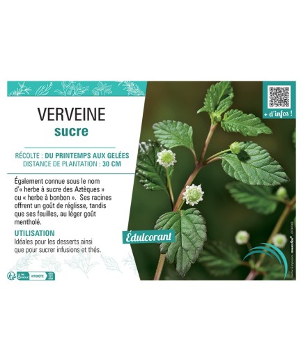 VERVEINE SUCRE