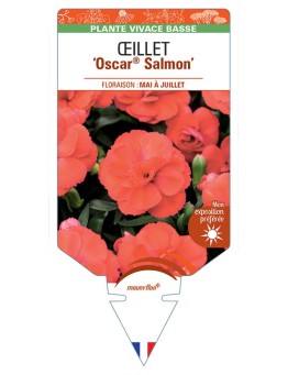 DIANTHUS deltoides Oscar® Salmon voir Œillet