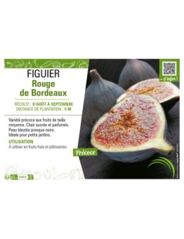 FIGUIER ROUGE DE BORDEAUX