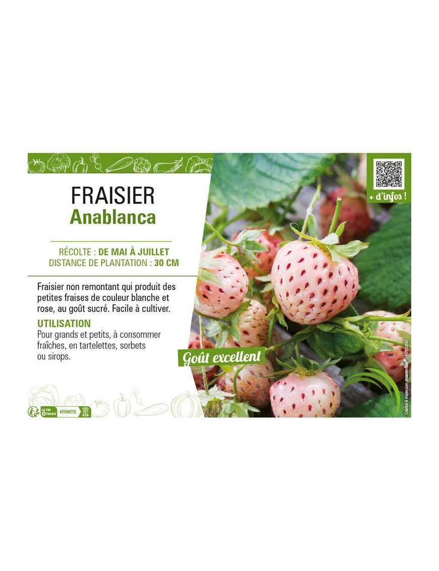 FRAISIER ANABLANCA