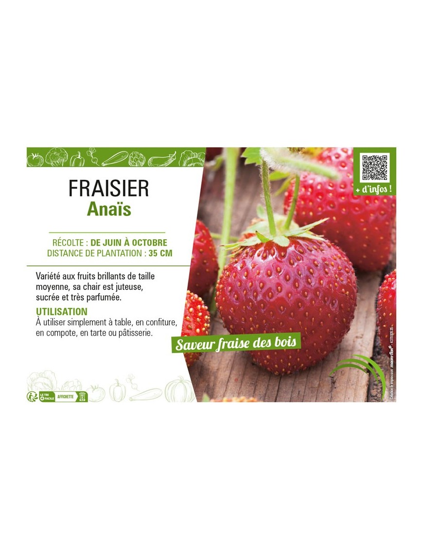 FRAISIER ANAIS