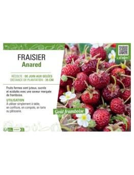 FRAISIER ANARED