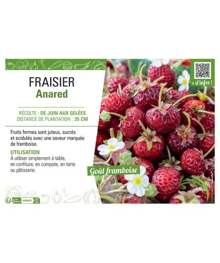 FRAISIER ANARED