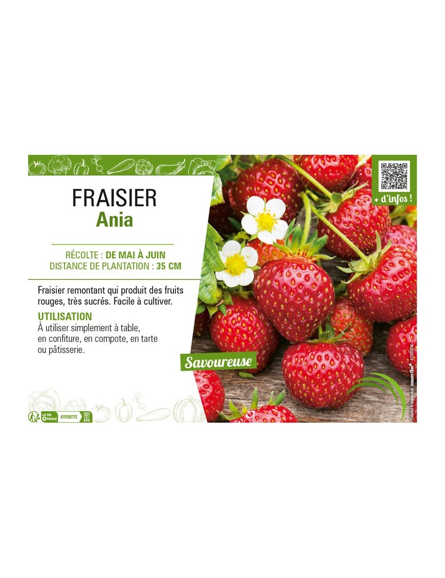 FRAISIER ANIA