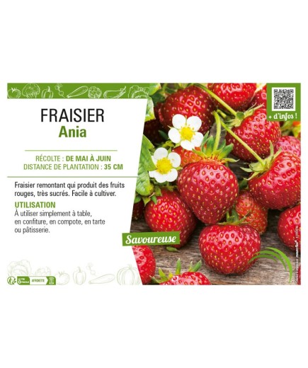 FRAISIER ANIA
