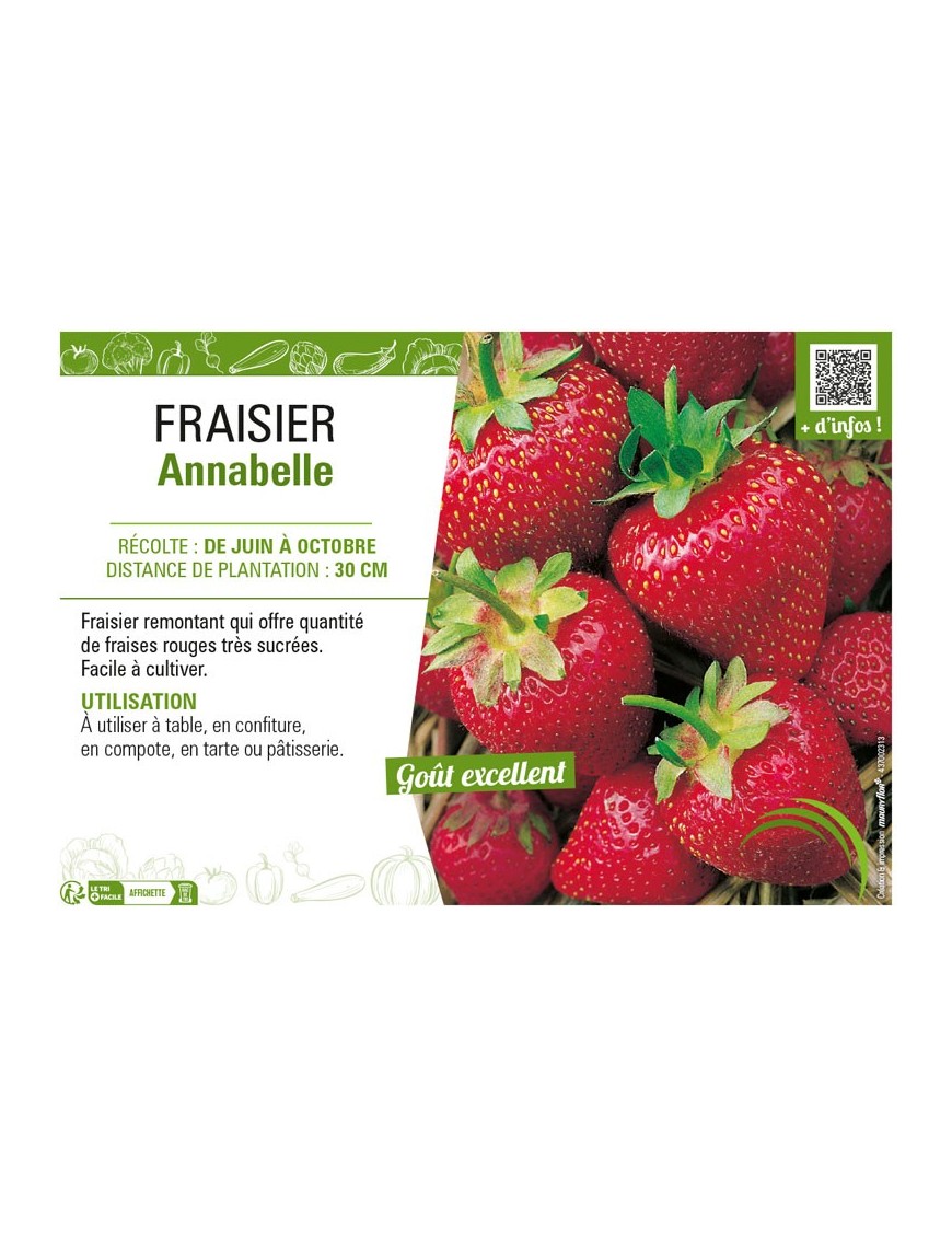 FRAISIER ANNABELLE