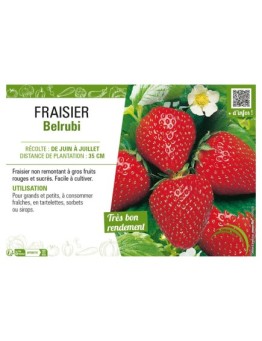 FRAISIER BELRUBI