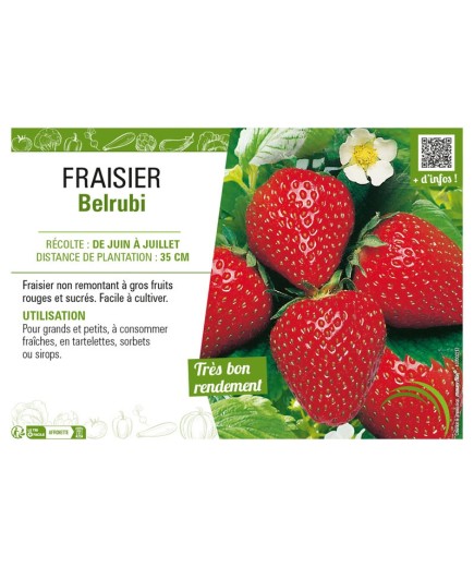 FRAISIER BELRUBI
