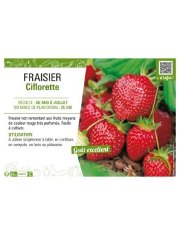 FRAISIER CIFLORETTE