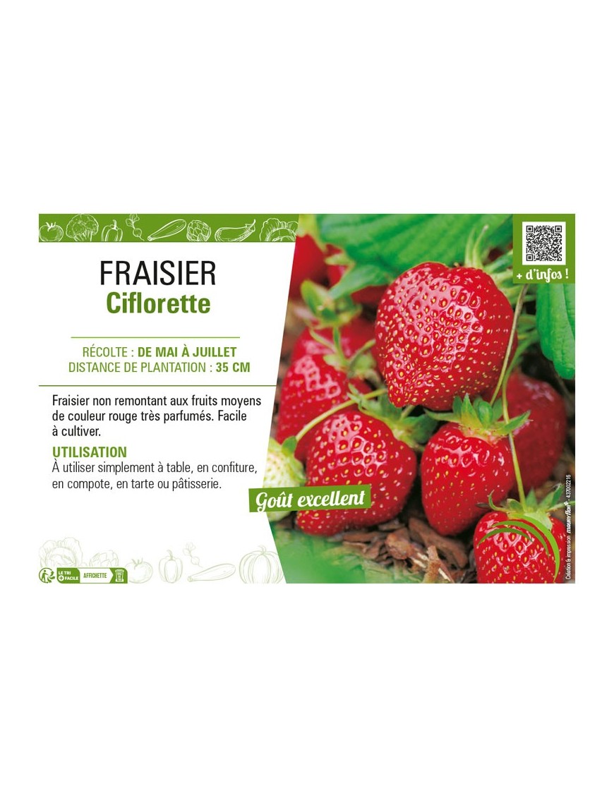 FRAISIER CIFLORETTE