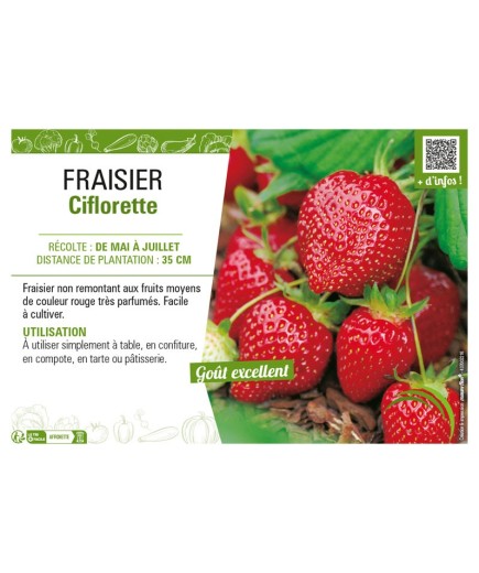 FRAISIER CIFLORETTE