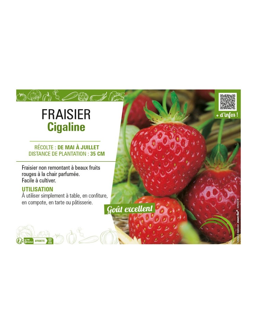 FRAISIER CIGALINE