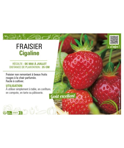 FRAISIER CIGALINE