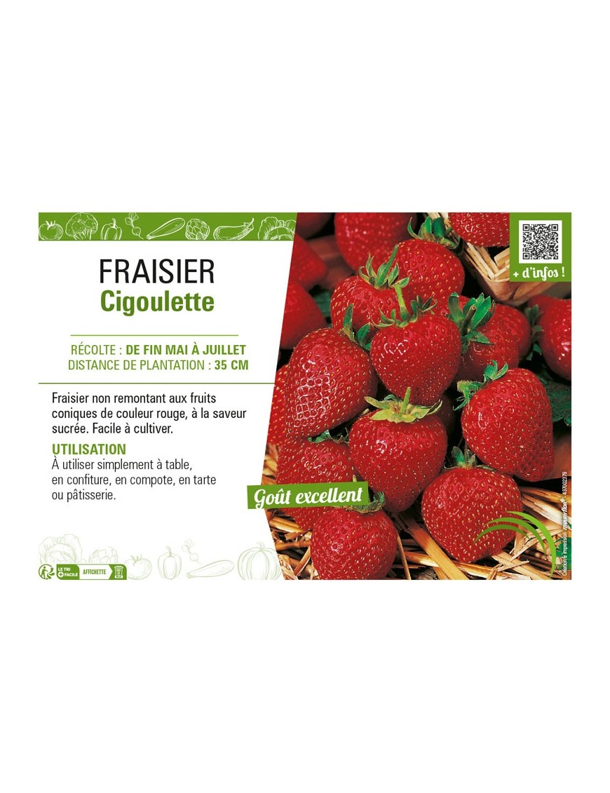 FRAISIER CIGOULETTE