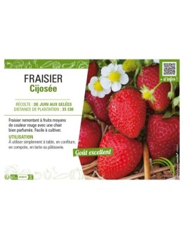 FRAISIER CIJOSÉE