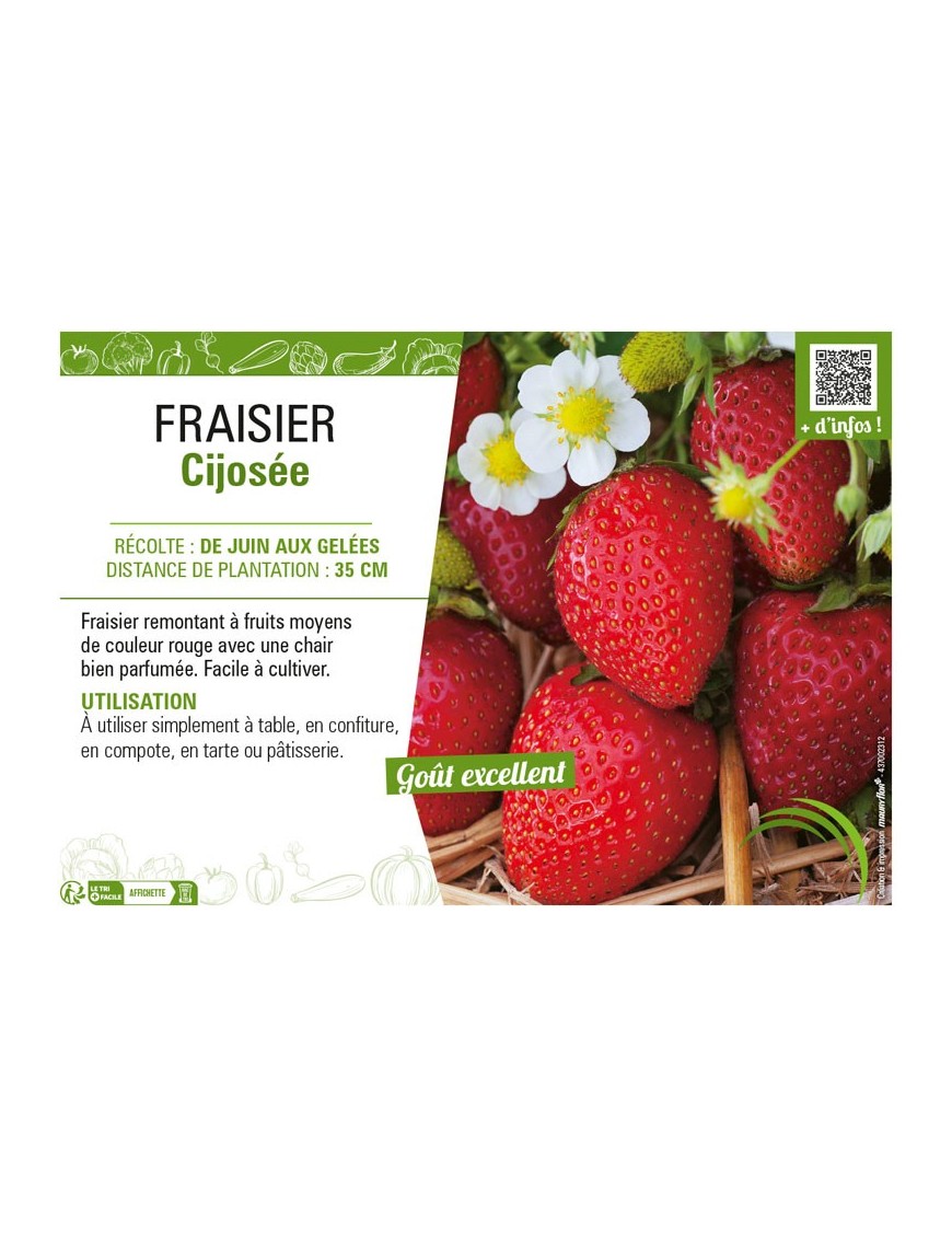 FRAISIER CIJOSÉE