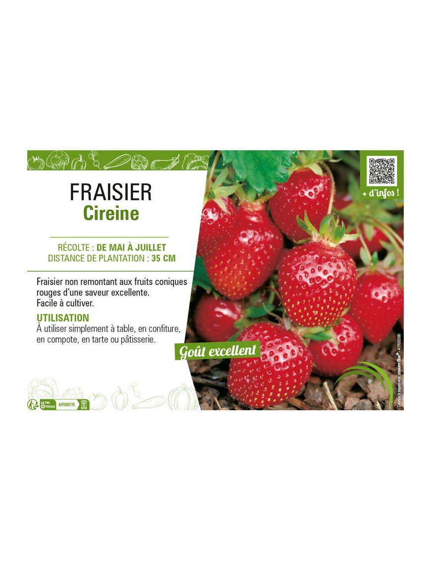 FRAISIER CIREINE