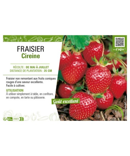 FRAISIER CIREINE