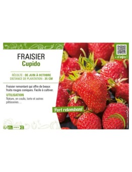 FRAISIER CUPIDO