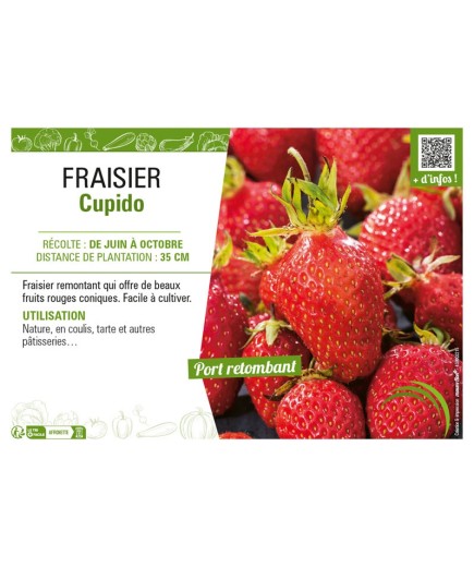FRAISIER CUPIDO