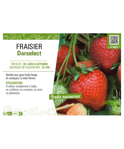 FRAISIER DARSELECT