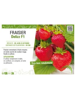 FRAISIER DELIZZ F1
