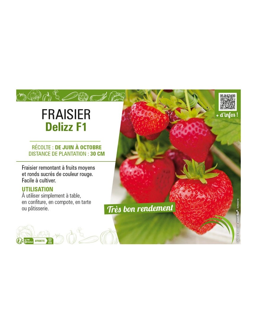 FRAISIER DELIZZ F1